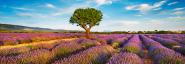 Lavender field and almond tree, Provence, France