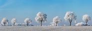 Alley tree with frost, Bavaria, Germany