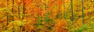 Beech forest in autumn, Kassel, Germany
