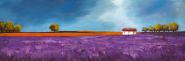 Field of lavender